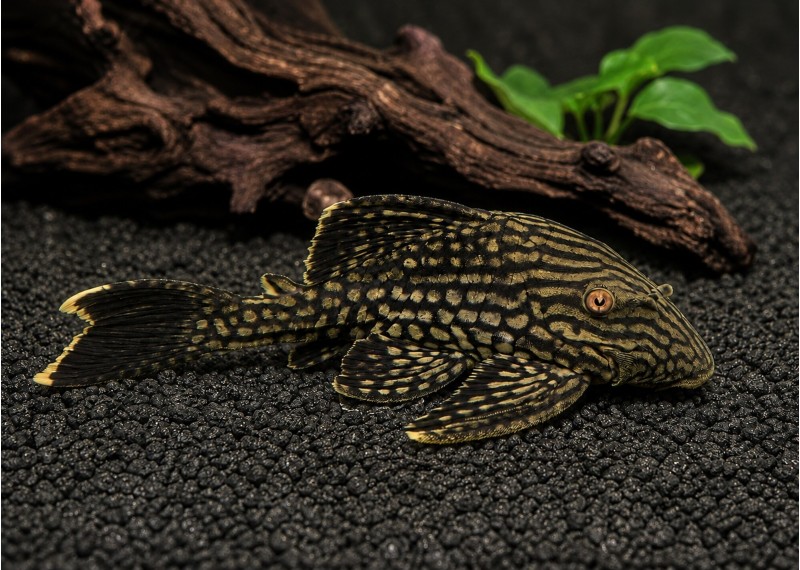 L330 spotted royal pleco
