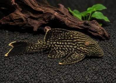 L330 spotted royal pleco