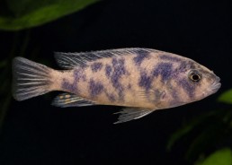 Labeotropheus trewavasae OB