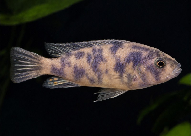 Labeotropheus trewavasae OB