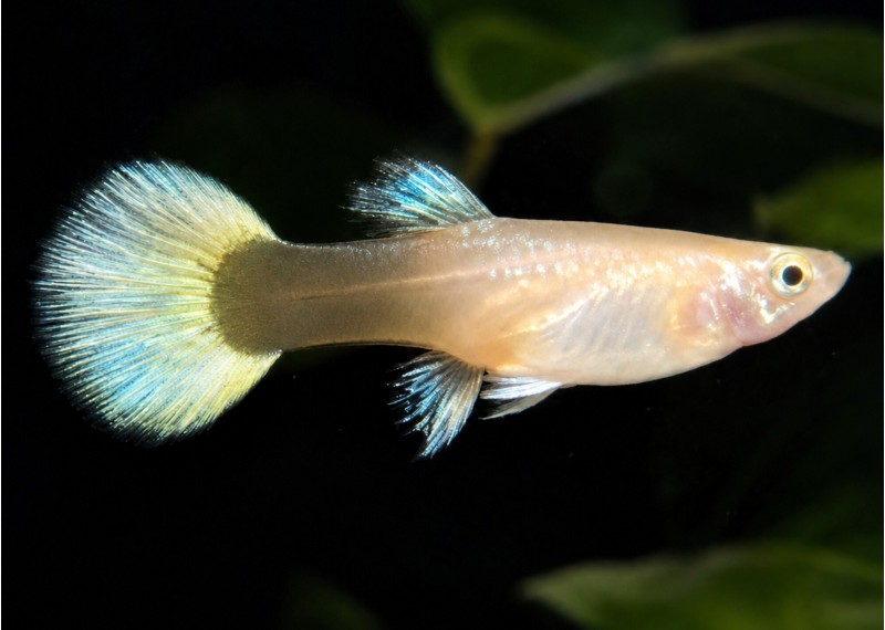 Guppy femelle select platinum tuxedo