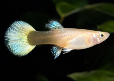 Guppy femelle select platinum tuxedo