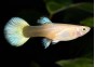 Guppy femelle select platinum tuxedo