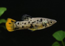 Molly dalmatien orange tail