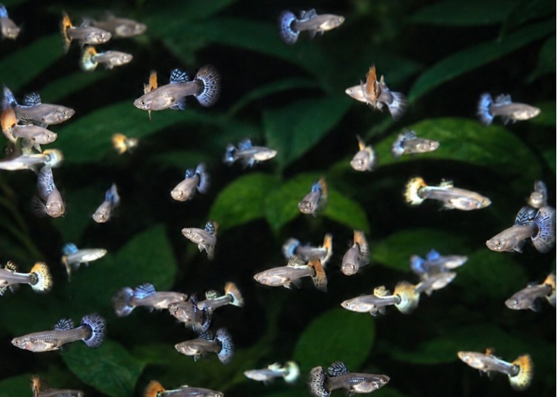 Guppy femelle select éléphant assortie
