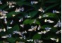 Guppy femelle select éléphant assortie