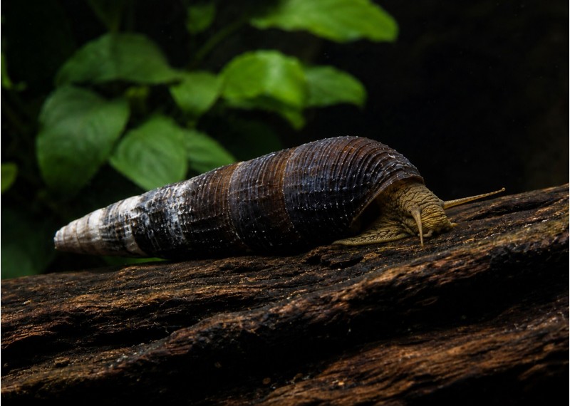 Escargot cappuccino
