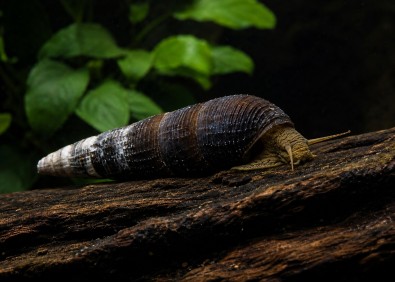 Escargot cappuccino