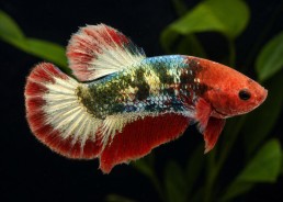 Betta plakat mâle select...