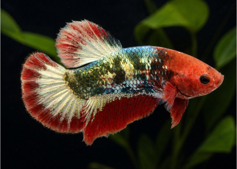Betta plakat mâle select red fancy copp