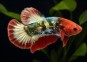 Betta plakat mâle select red fancy copp