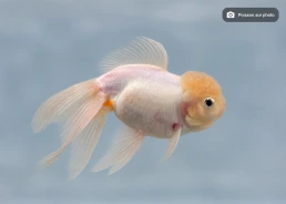 Japonais sur photo 25 (16.5cm)