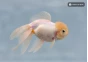 Japonais sur photo 25 (16.5cm)