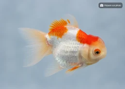 Japonais sur photo 46 (15cm)