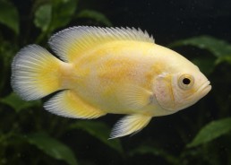 Oscar tiger lemon