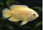 Oscar tiger lemon
