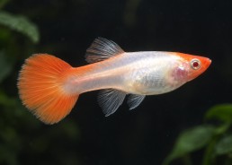Guppy femelle premium Eur. koï