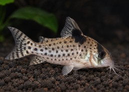 Brochis agassizii