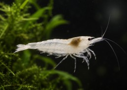 Crevette snowball
