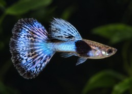 Guppy mâle select éléphant...