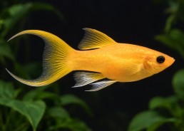 Molly lyre gold safran