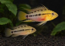 Apisto hongsloi gold red