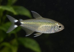 Tétra nain elachys