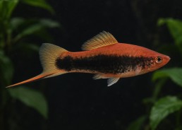 Xipho tuxedo rouge