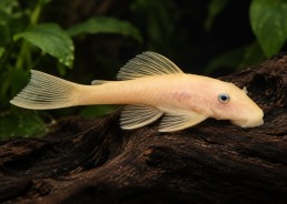 Ancistrus lemon blue eyes L146