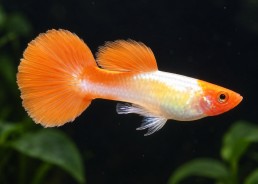 Guppy mâle premium Eur. koï