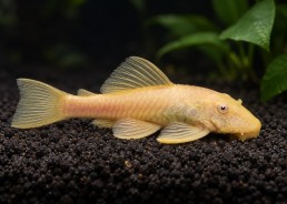 Ancistrus gold (femelle)