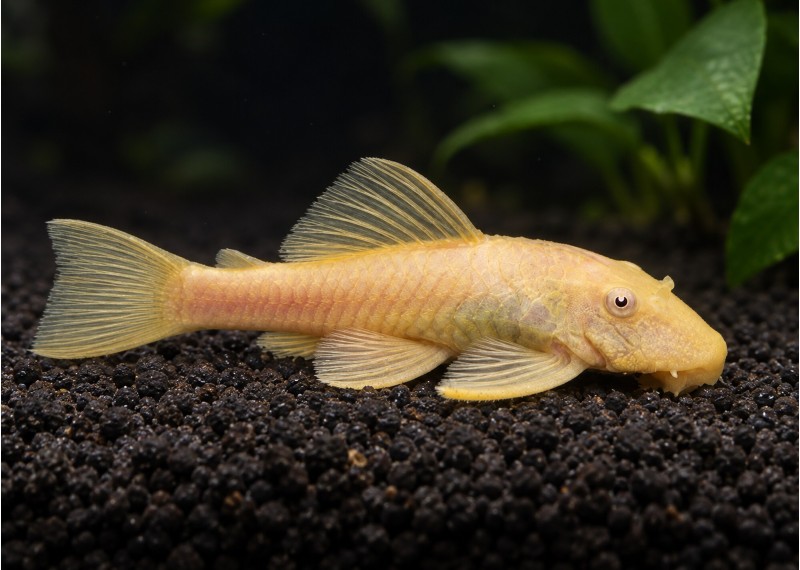 Ancistrus gold (femelle)