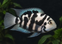 Blue tiger parrot cichlid