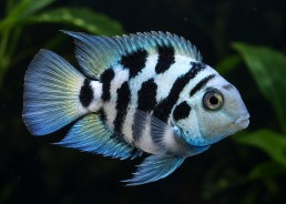 Blue tiger parrot cichlid