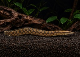Mastacembelus armatus