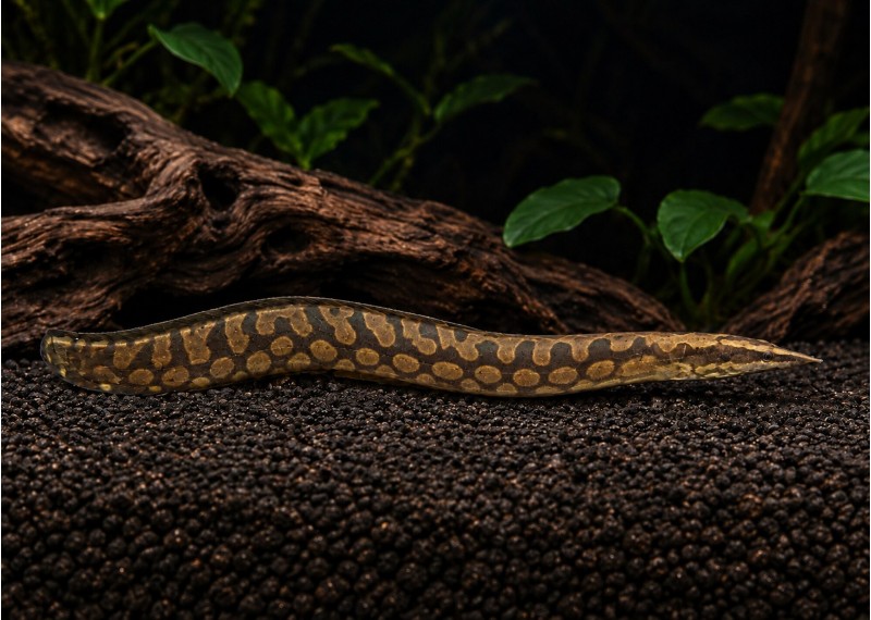 Mastacembelus armatus