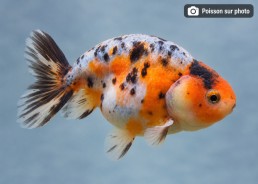 Japonais sur photo 58 (8cm)