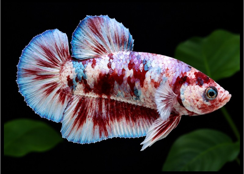 Betta plakat mâle select barongsai