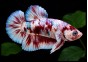 Betta plakat mâle select barongsai