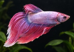 Betta mâle violet