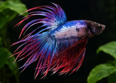 Betta crowntail mâle tricolore