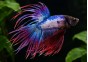 Betta crowntail mâle tricolore