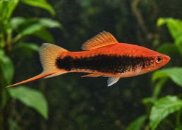 Xipho tuxedo rouge