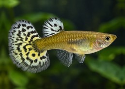 Guppy F select halfmoon...
