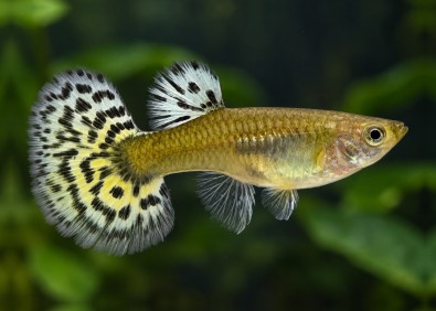 Guppy F select halfmoon léopard jaune