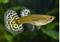 Guppy F select halfmoon léopard jaune