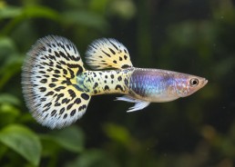 Guppy M select halfmoon...