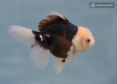 Japonais sur photo 42 (10cm)