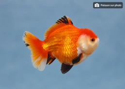 Japonais sur photo 19 (11cm)
