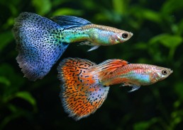 Guppy mâle select mix grass